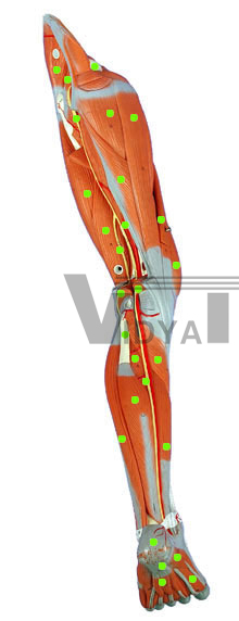 Leg Muscles: Posterior View